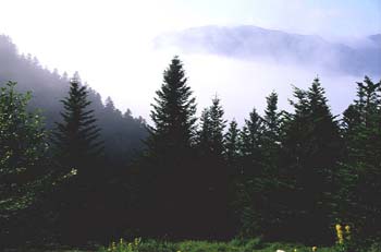 Abeto blanco - Porte (Abies alba)