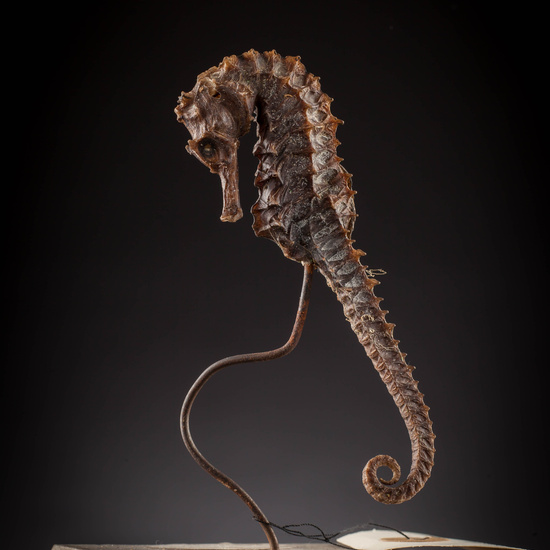 IES_SANISIDRO_MUSEO_Zoolgía_055