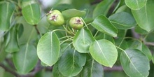 Peral - Hoja (Pyrus communis)