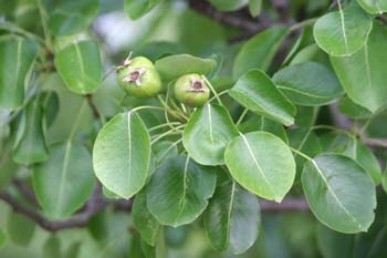 Peral - Hoja (Pyrus communis)