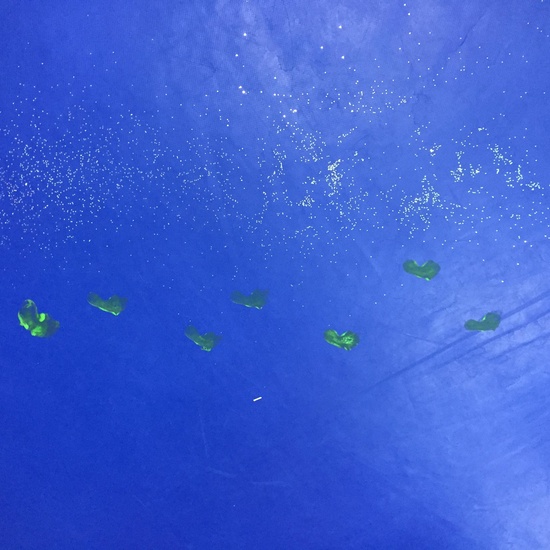 Proyecto Hadas y Duendes 16