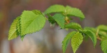 Olmo - Hojas jóvenes (Ulmus sp.)