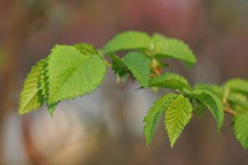 Olmo - Hojas jóvenes (Ulmus sp.)