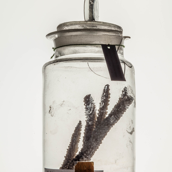 IES_CARDENALCISNEROS_CIENCIASNATURALES_063