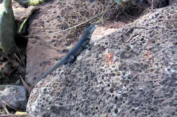 Lagartija de lava, Ecuador