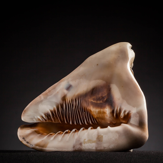 IES_CARDENALCISNEROS_CONCHAS_053