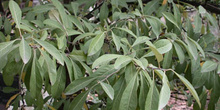 Madera de acero (Bumelia lycioides)