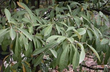 Madera de acero (Bumelia lycioides)