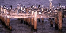 Aves marinas en el puerto de Ciudad de Belice