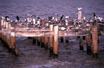 Aves marinas en el puerto de Ciudad de Belice