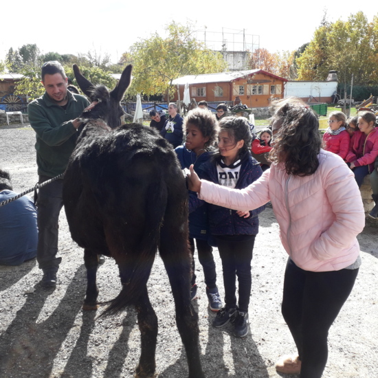 Burrolandia 4º D 2