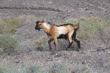 Cabra Montesa, Canarias