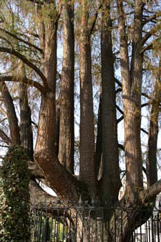 Ahuehuete o Ciprés Calvo - Tronco (Taxodium mucronatum)
