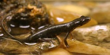 Tritón ibérico (Triturus boscai)