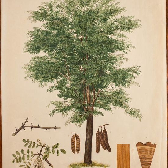 IES_CARDENALCISNEROS_ARBOLES_LAMINAS_012