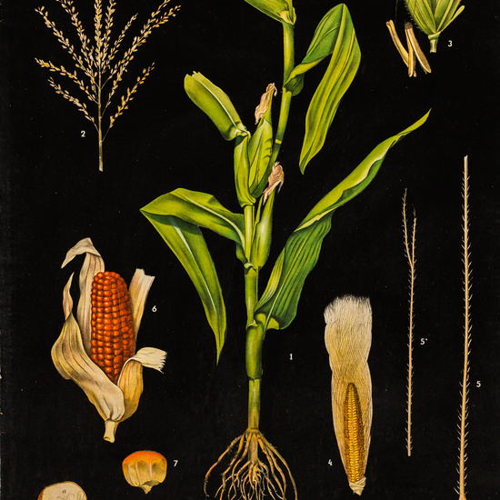 IES_LOPEDEVEGA_CIENCIASNATURALES_011