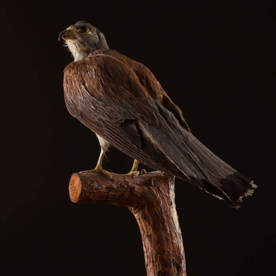 IES_ISABELLACATOLICA_BIOLOGIA_540