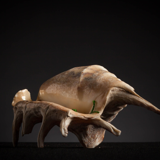 IES_CARDENALCISNEROS_CONCHAS_117