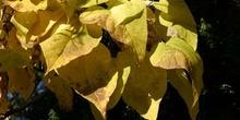 Catalpa (Catalpa bignonioides)