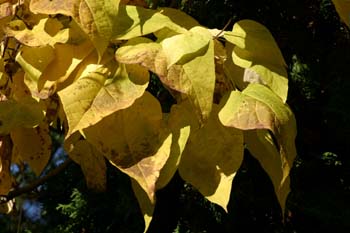 Catalpa (Catalpa bignonioides)