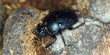 Escarabajo pelotero grande (Scarabeus sacer)