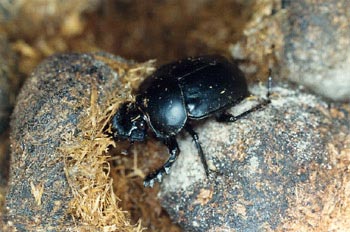 Escarabajo pelotero grande (Scarabeus sacer)