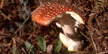 Matamoscas (Amanita muscaria)