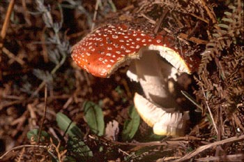 Matamoscas (Amanita muscaria)