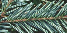 Abeto blanco - Hojas (Abies alba)