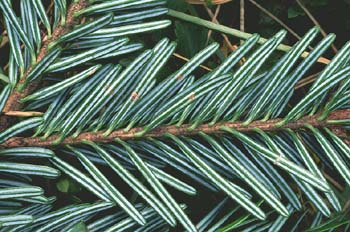 Abeto blanco - Hojas (Abies alba)