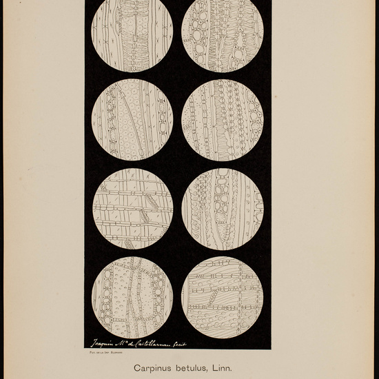 IES_CARDENALCISNEROS_BOTÁNICA_II_LÁMINAS_048