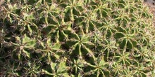 Ferocactus robustus