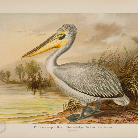 IES_CARDENALCISNEROS_AVES_LAMINAS_083