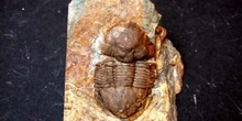 Ectillaneus giganteus (Trilobites) Ordovícico