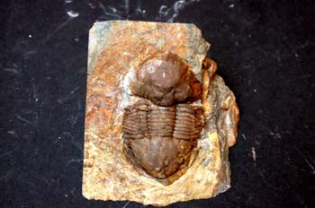 Ectillaneus giganteus (Trilobites) Ordovícico