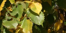 Olmo montano - Hojas (Ulmus glabra)