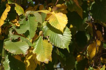 Olmo montano - Hojas (Ulmus glabra)