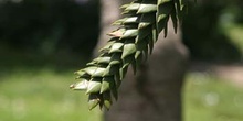 Pehuén-hojas (Araucaria araucana)