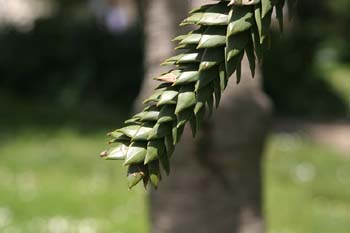 Pehuén-hojas (Araucaria araucana)