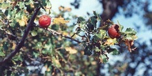 Agalla gande del roble o Gallarón (Cynips coronatus)