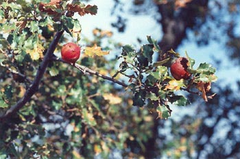 Agalla gande del roble o Gallarón (Cynips coronatus)