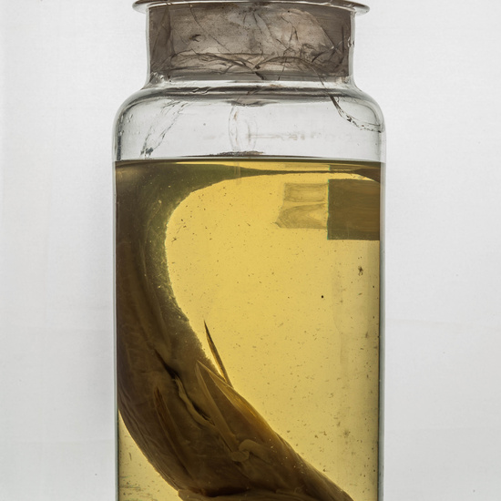 IES_RAMIRODEMAEZTU_BIOLOGIA_081