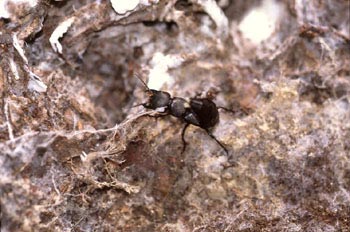 Escarabajo errante (Ocypus olens)