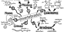 Invertebrados 