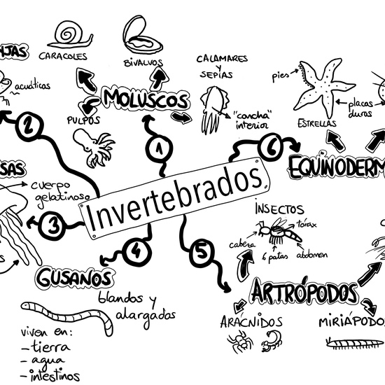 Invertebrados 
