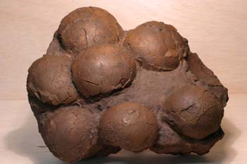 Nido huevos dinosaurio (Reptil) Jurásico