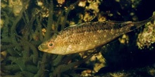 Labrido (Symphodus cinereus)