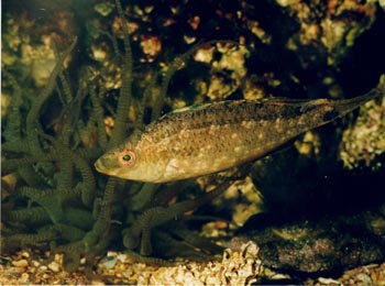 Labrido (Symphodus cinereus)