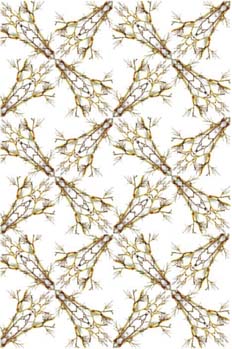 Seriación de la simetría radial de la rama