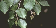 Aliso gris (Alnus alnobetula)